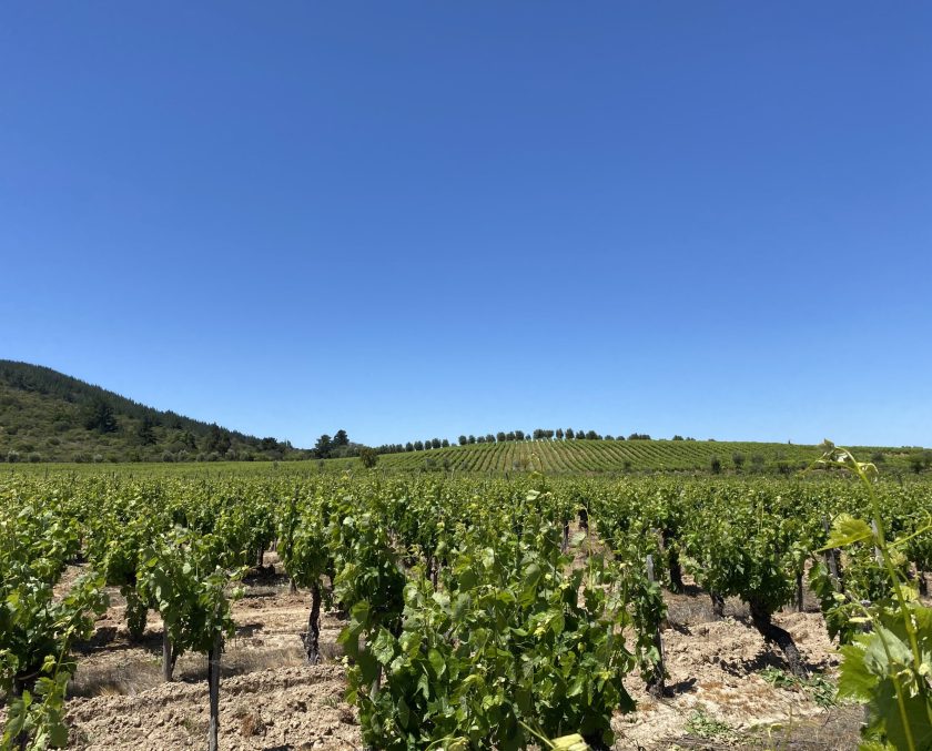 Campo Maule