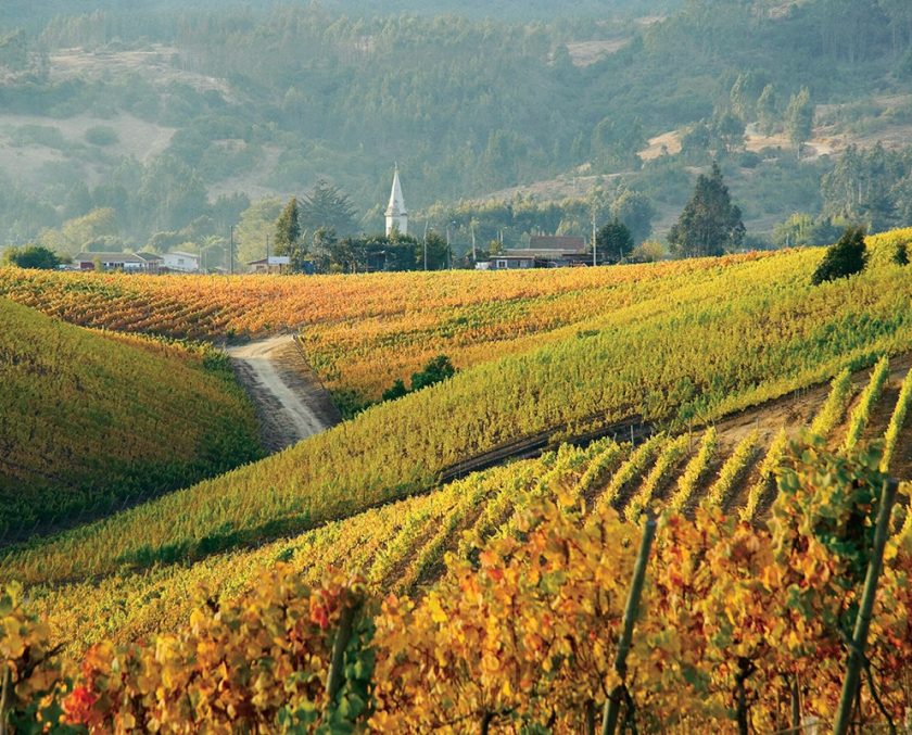 Wineyard of Chile